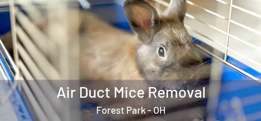  Air Duct Mice Removal Forest Park - OH
